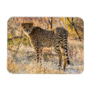 Search for cheetah magnets Wild animal