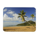 Search for tropical climate magnets Palm tree