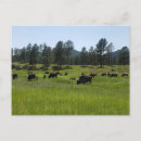 Search for mammal postcards Bison