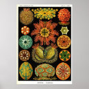 Search for tunicate Sea