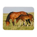 Search for colt magnets Mare