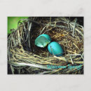 Search for robin egg postcards Robins