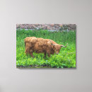 Search for cow canvas prints Scottish