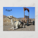 Search for wadi postcards Animal