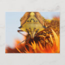 Search for stinks postcards Insect