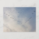 Search for geese postcards Flying