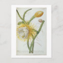 Search for 70 vertical postcards Botanical