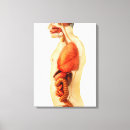 Search for penis art Reproductive organs