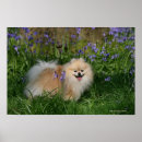 Search for spitz art Flowers