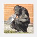 Search for chimp magnets Cute