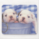 Search for bucket mouse mats Bulldog