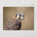 Search for kestrel postcards Animal