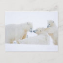 Search for threatened postcards White bear