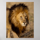 Search for stalking posters Lion