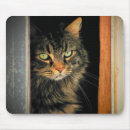 Search for boring electronics Kitty