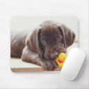 Search for chocolate lab mouse mats Cute
