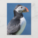 Search for puffin postcards Beak