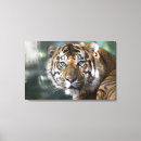 Search for captive canvas prints Tiger
