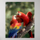 Search for amazons posters Bird