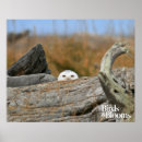 Search for snowy owl posters Bird watching