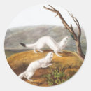 Search for weasels stickers Mammal