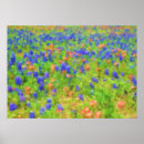 Search for bluebonnet art Flowers
