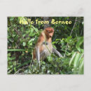 Search for proboscis postcards Borneo