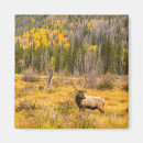 Search for bull elk magnets Superstock