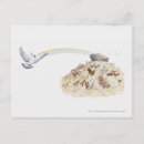 Search for noahs ark postcards Religion