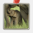 Search for indian elephant christmas tree decorations Care