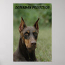 Search for doberman posters Canine