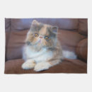 Search for calico tea towels Purebred cat