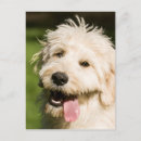 Search for panting postcards Puppy