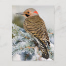 Search for flickering postcards Fauna