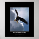 Search for raptors posters Bald eagles