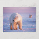 Search for maritimus postcards Fauna