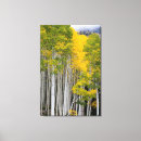 Search for aspen tree canvas prints Autumn