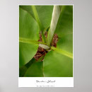 Search for banana tree posters Leaves