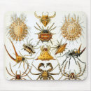Search for arachnid electronics Halloween