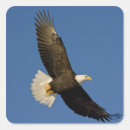 Search for flying eagle stickers Nature