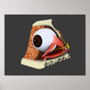Search for conceptus posters Horizontal