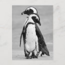 Search for two penguins postcards Nature