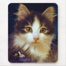 Search for closeup electronics Cat