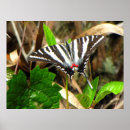 Search for zebra design posters Nature