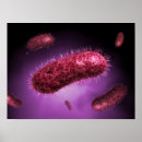 Search for gram posters Cell