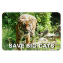 Search for sumatran magnets Tiger