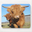 Search for heifer mouse mats Calf