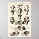 Search for bat skeleton art Bones