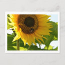 Search for bumblebee postcards Photography
