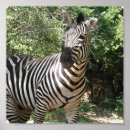 Search for zebra design posters Zoo